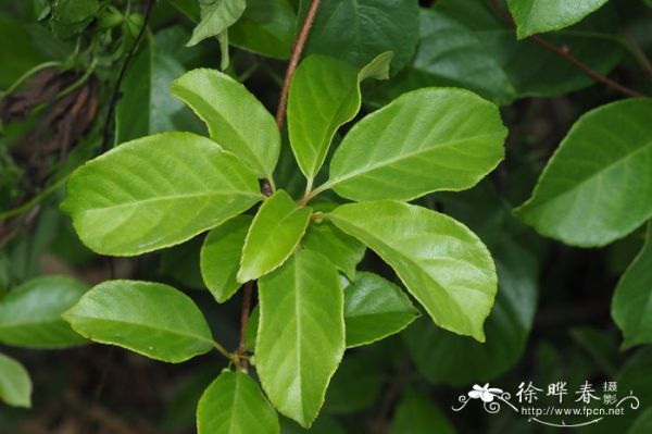 毛花猕猴桃Actinidia eriantha