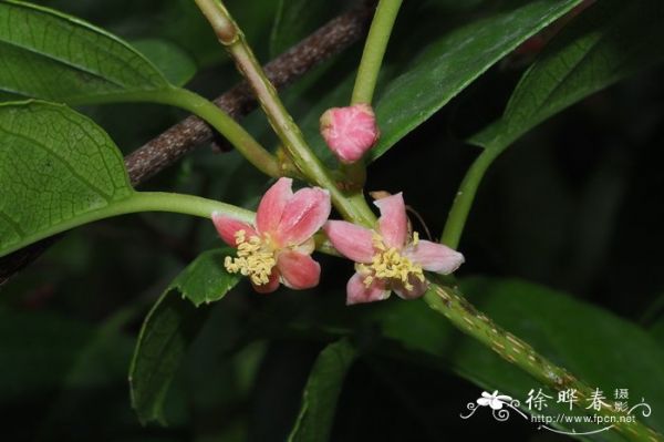 毛花猕猴桃Actinidia eriantha