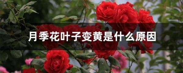 月季花叶子变黄是什么原因