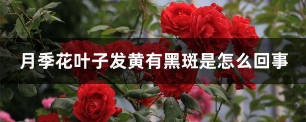 月季花叶子发黄有黑斑是怎么回事