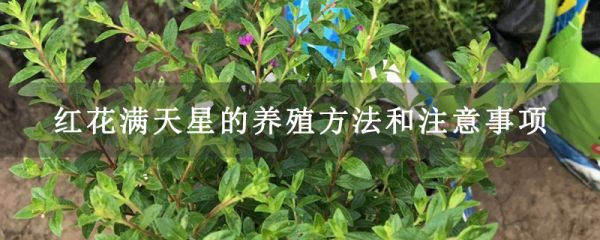 红花满天星的养殖方法和注意事项