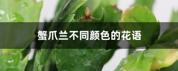 蟹爪兰不同颜色的花语，花期如何养护