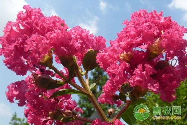 紫薇花怎么扦插？提高紫薇扦插成活率的方法-图片版权归惠农网所有