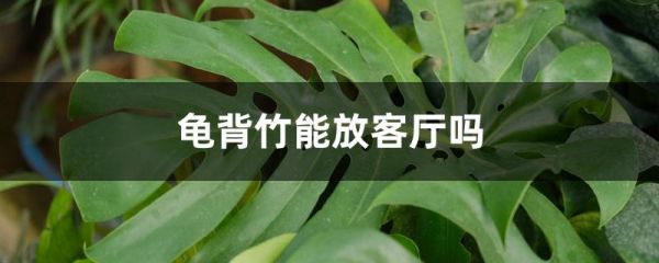 龟背竹能放客厅吗