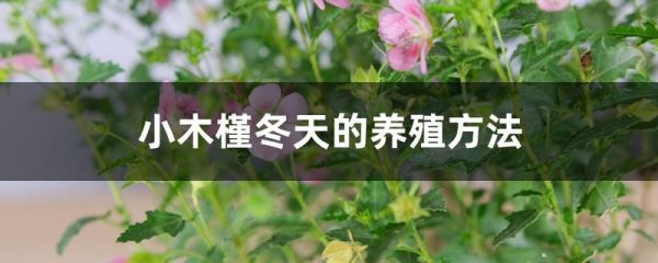 小木槿冬天的养殖方法