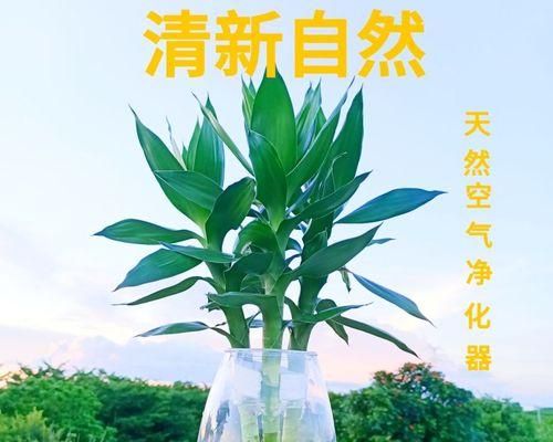 水培荷花竹的养殖技巧（如何让荷花竹更旺盛）