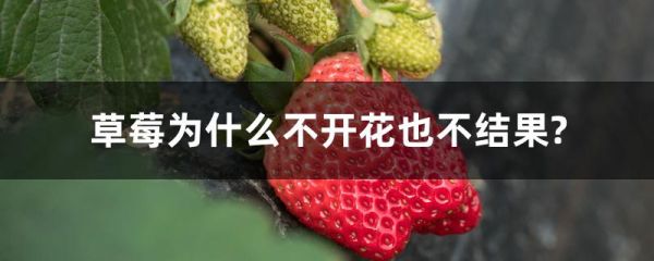 草莓为什么不开花也不结果?