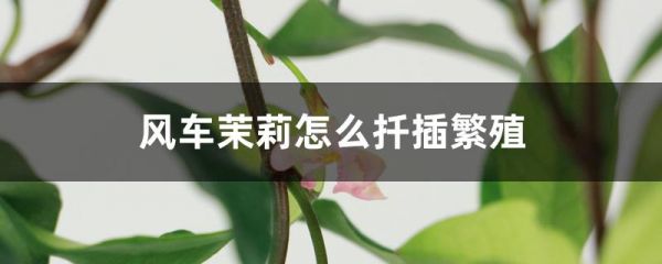 风车茉莉怎么扦插繁殖