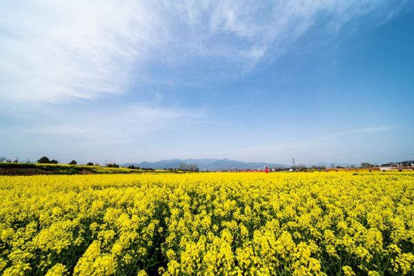 宁乡陈家桥村油菜花赏花指南（花期+地址+交通+介绍）