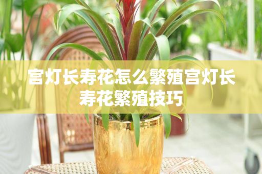 宫灯长寿花怎么繁殖宫灯长寿花繁殖技巧