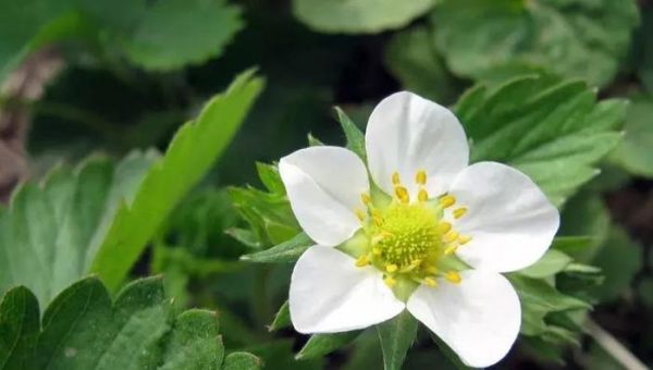 草莓润肺生津、消暑解热，反季节草莓收益翻倍，如何种植与管理呢