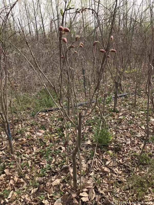 紫藤花苞图片基地实拍