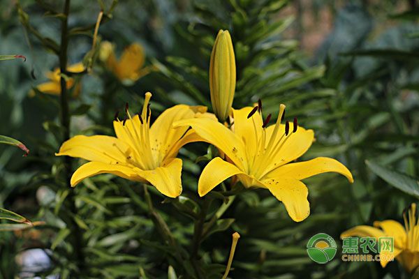 百合花适合什么季节种植？种植百合花如何管理？-图片版权归惠农网所有