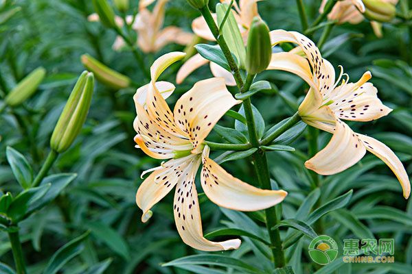 百合花适合什么季节种植？种植百合花如何管理？-图片版权归惠农网所有