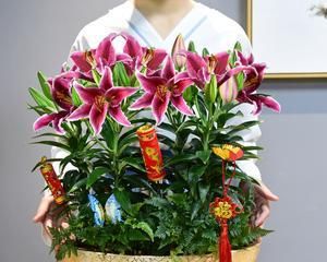 百合花种植全攻略（百合花最佳种植时间和技巧）