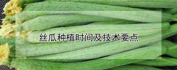 丝瓜种植时间及技术要点