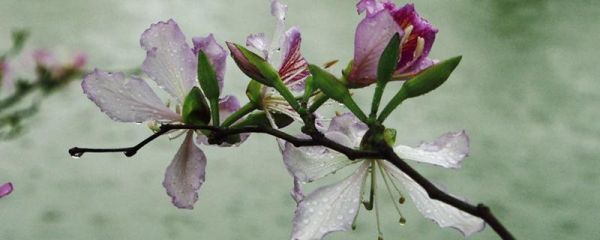 香港花是什么花