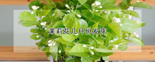 茉莉花几月份发芽