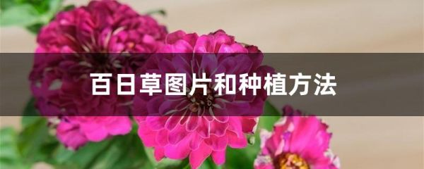 百日草图片和种植方法