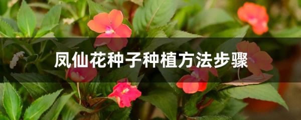 凤仙花种子种植方法步骤