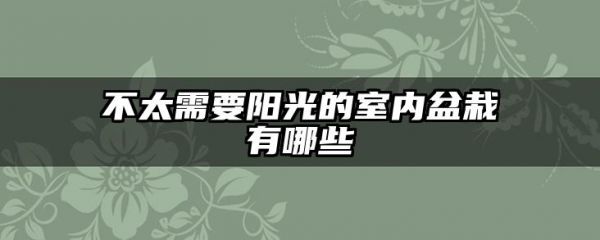 不太需要阳光的室内盆栽有哪些