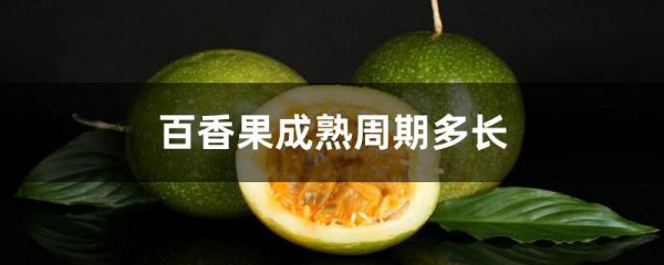 百香果成熟周期多长