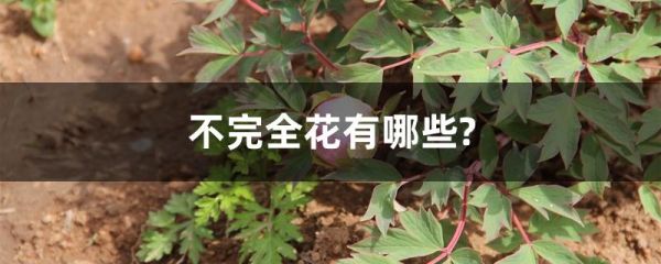 不完全花有哪些?