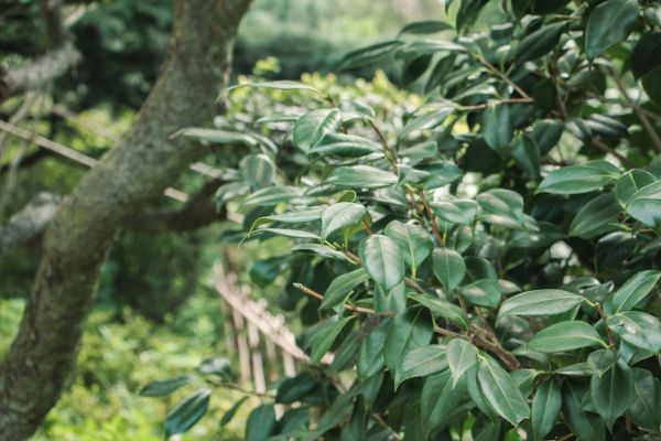 山茶花