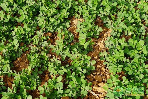 花生的种植时间及高产种植技术-图片版权归惠农网所有