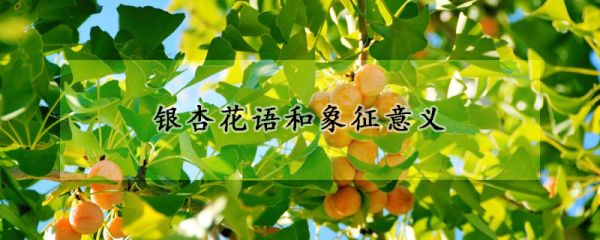 银杏花语和象征意义