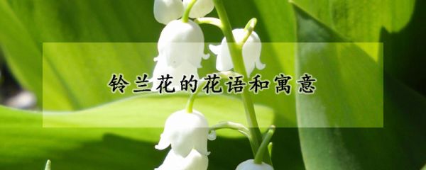 铃兰花的花语和寓意