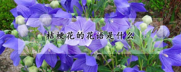 桔梗花的花语是什么