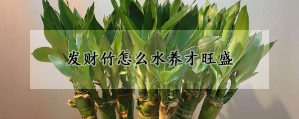 发财竹怎么水养才旺盛