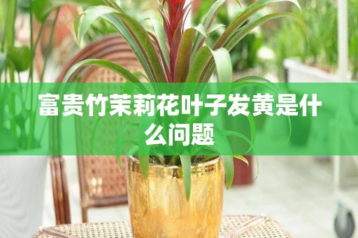 富贵竹茉莉花叶子发黄是什么问题