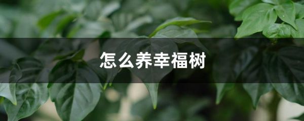 怎么养幸福树，用什么肥料