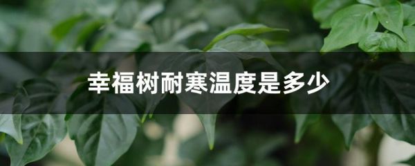 幸福树耐寒温度是多少，冬天怎么养最好