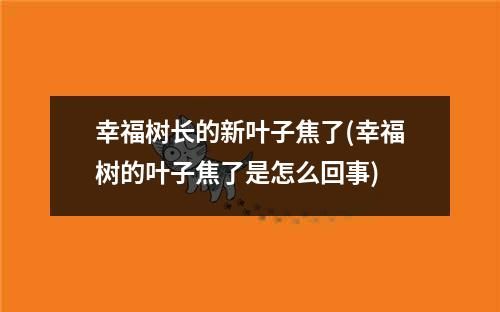 幸福树长的新叶子焦了(幸福树的叶子焦了是怎么回事)