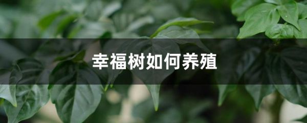 幸福树如何养殖