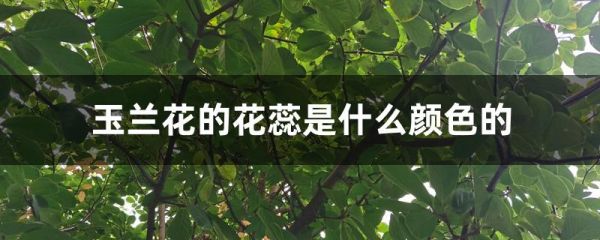 玉兰花的花蕊是什么颜色的