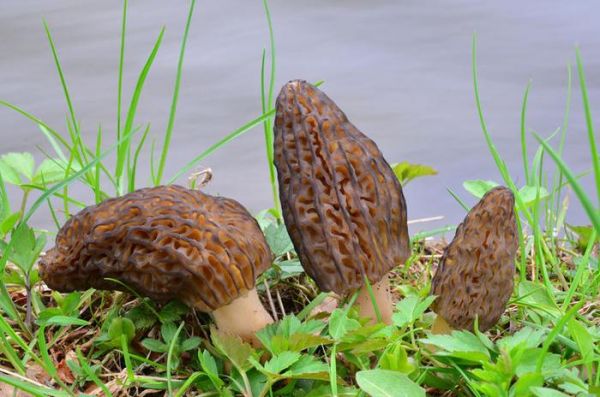 羊肚菌如何进行常规栽培，要掌握哪些种植技术，种植前景如何