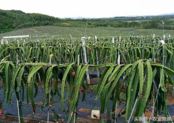 很全面的火龙果种植技术教程