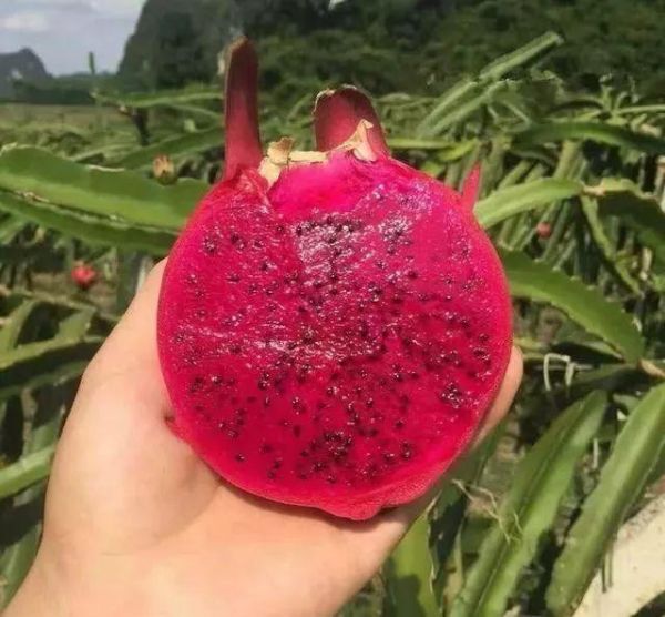 火龙果的种植技术，一看就明白！