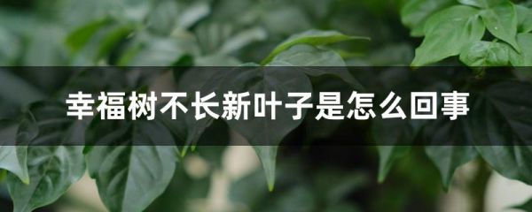 幸福树不长新叶子是怎么回事