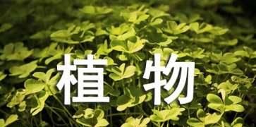 植物传播种子的方法有什么（10种植物的传播方式）