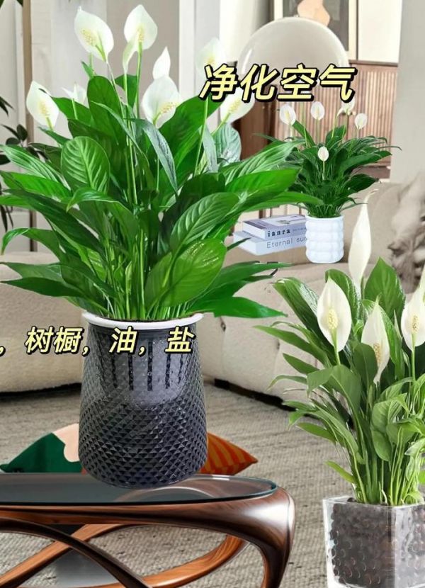 不需要阳光的室内水植物（完全不需要阳光的室内植物盆栽）