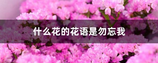 什么花的花语是勿忘我