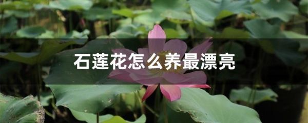 石莲花怎么养最漂亮