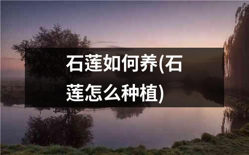 石莲如何养(石莲怎么种植)