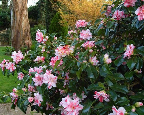 茶花怎么养殖（茶花栽培方法及技巧）