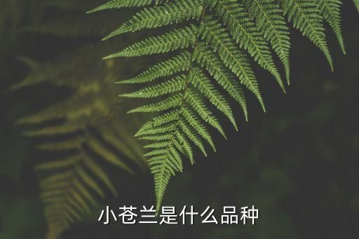 小苍兰是什么品种